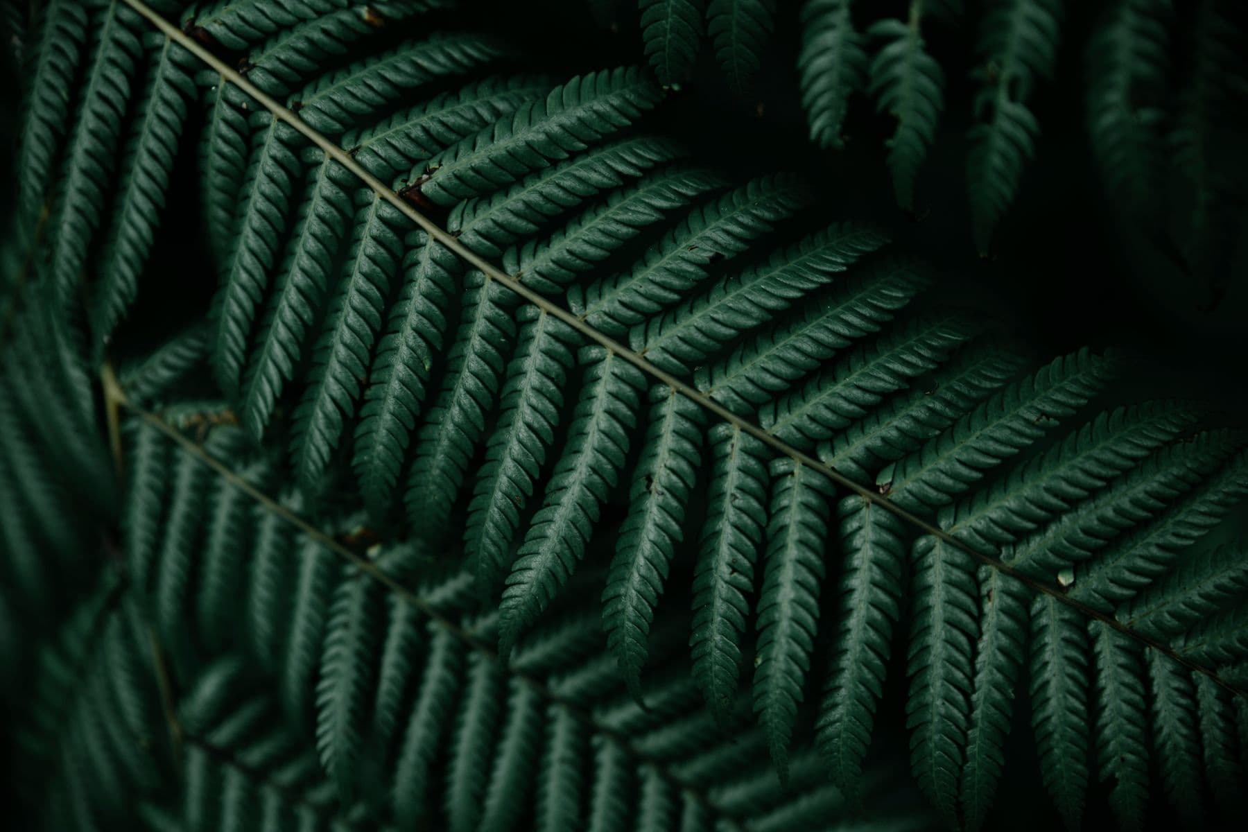 Deep green fern fronds with fine repeating leaf patterns in soft shadow.